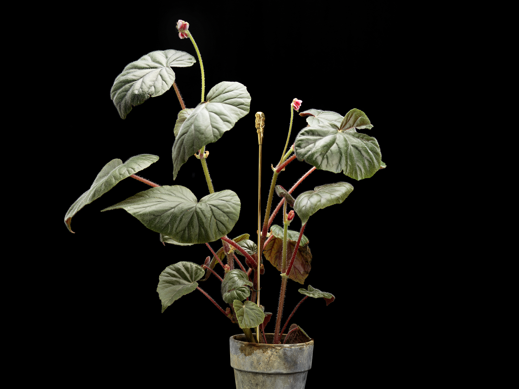 THE ORGANIC FLOWER STICK - Image 4